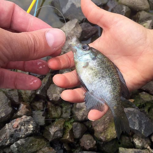 13680849_10207211202298546_120061470207103322_n