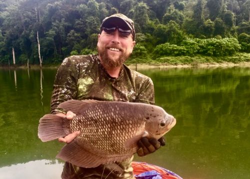 gourami3