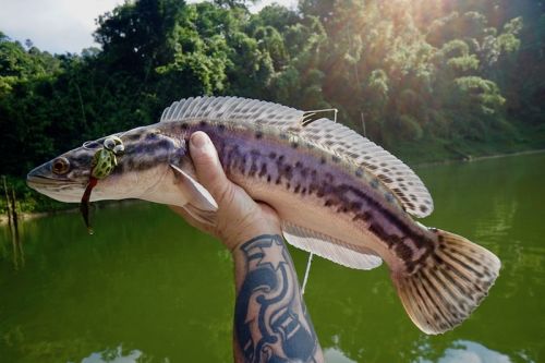 flyfishingsnakehead