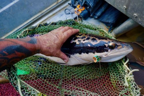 Largesnake.fliesforsnaehead copy