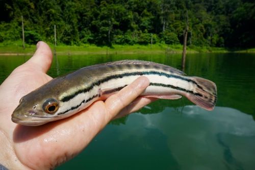 Snakehead,fish