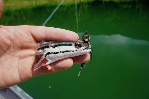 fliesforsnakehead