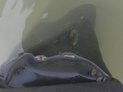 killer_shrimps_attacking_tracy