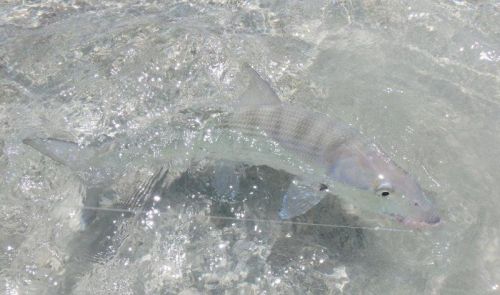 bonefish 7lb