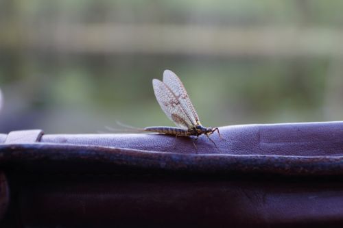 bellyboating_sexyloops2