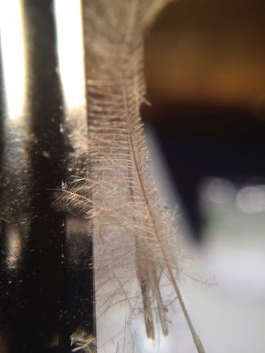 Extended_Body_Caddis_SBS 17