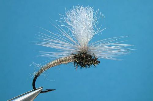 10360216_1027608300586718_2651094224530427501_n