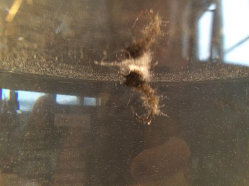 1924399_1035670889780459_4278136978454049826_n