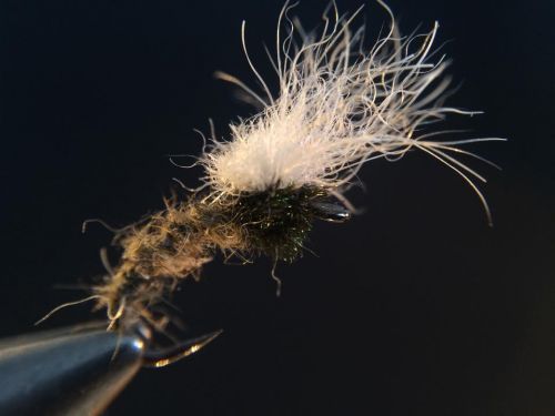 10421983_1035670566447158_2108171836268654161_n