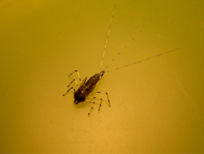 stonefly - 28