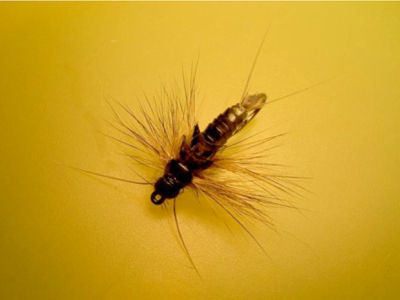 stonefly - 27
