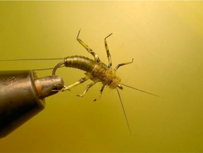 stonefly - 25